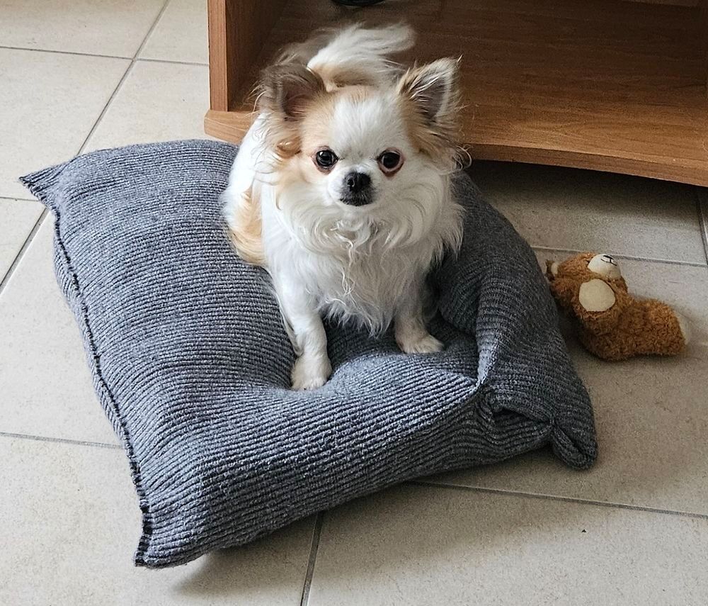   Nala est à l'adoption! 