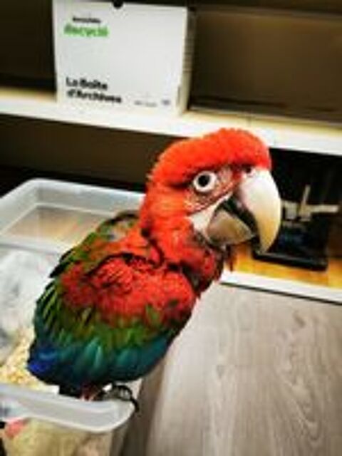   Ara chloroptère femelle  2 mois et demi  