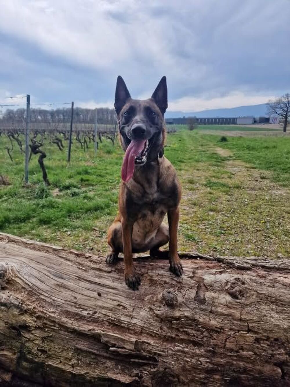   Chien TRIE  l adoption 