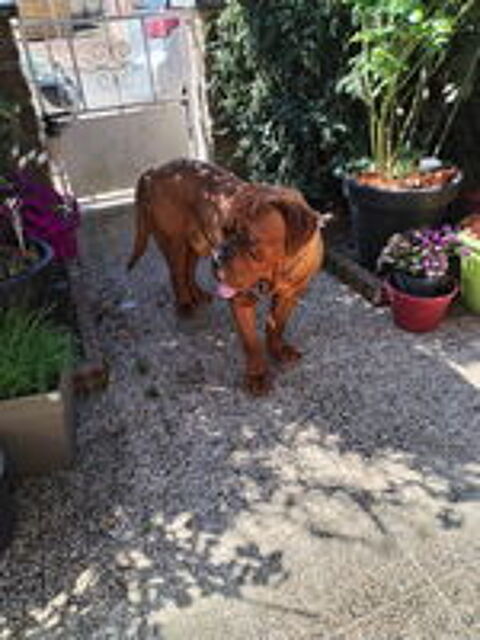   Dogue de bordeaux cause de santé des propriétai 