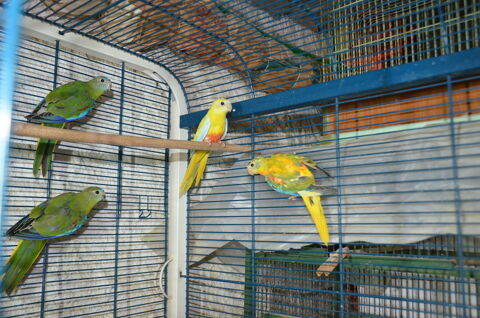 Perruches turquoisines 40 69590 Saint-symphorien-sur-coise