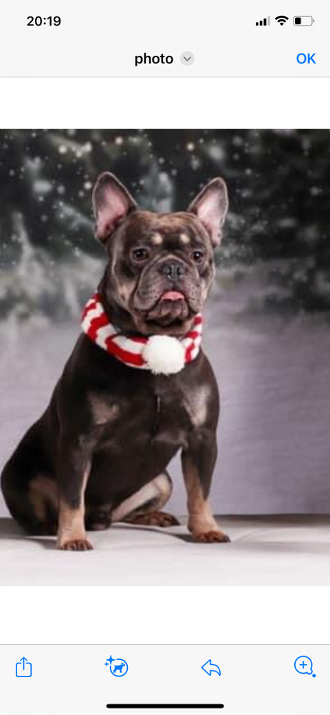 Bouledogue français Bleu Tan 350 91100 Villab