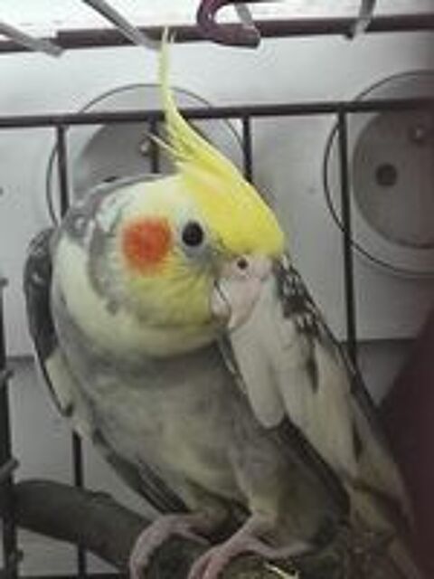   Perruche calopsitte 