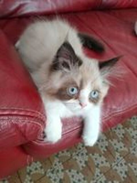   Chatons Persans  