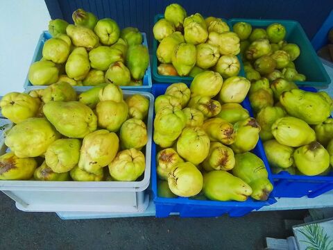 coings fruits pour gele  et ptes  de fruits ect  050 le kg 50 Chalonnes-sur-Loire (49)