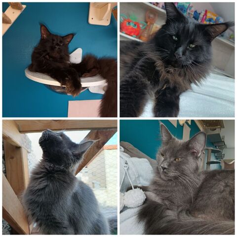 Chatons Maine Coon LOOF 1500 51000 Ch�lons-en-champagne