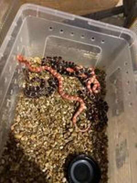   serpents des blés Pantherophis guttatus 