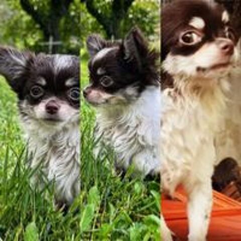   Magnifique Chiot Chihuahua Poils Longs LOF Chocolat et Blanc 