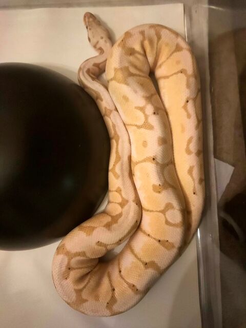 Couple de pythons royaux phasé 490 33450 Saint-loubs