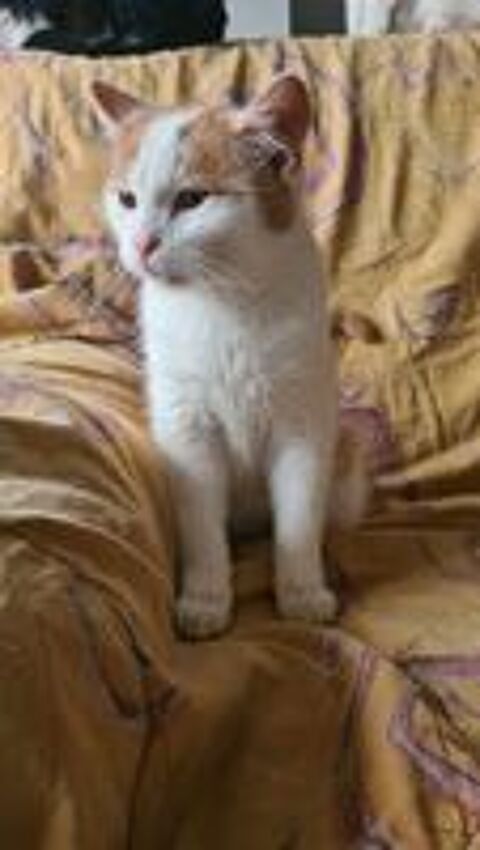   UNYX jeune chat roux et blanc  adopter 