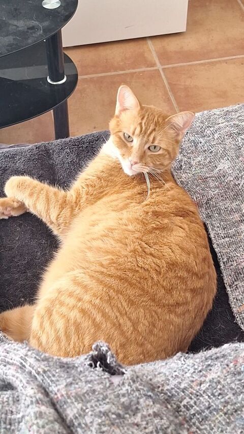 Donne 3 chats magnifiques 2 blanc et un roux de 3 ans. M&acirc;les 0 34690 Fabr�gues