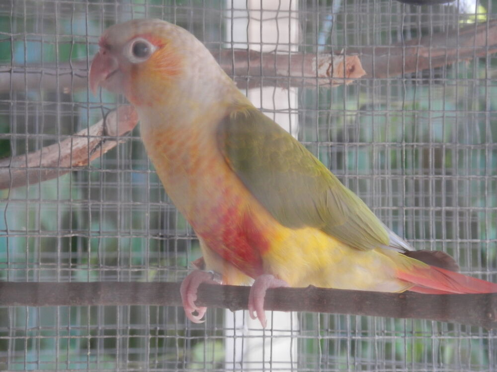   3 jeunes conures molinaé 