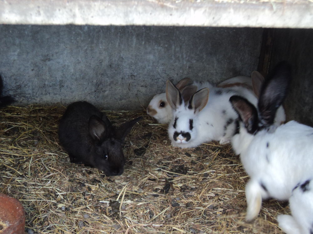   lapin  