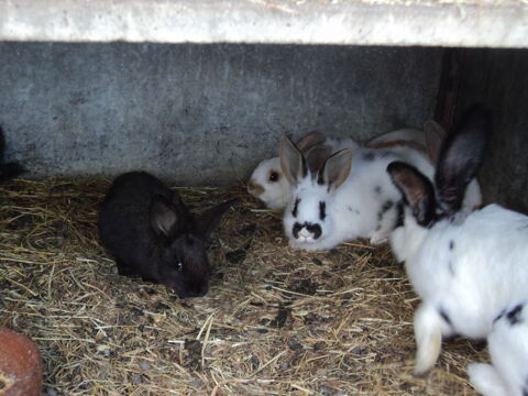 lapin  6 79220 Champdeniers-saint-denis