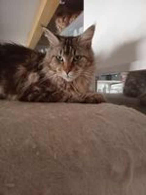   Chat retraité Maine Coon  