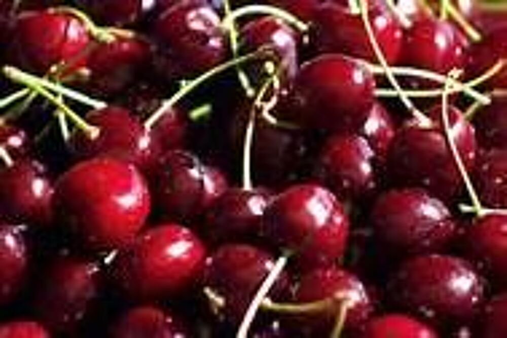 1 plant de cerisier,cerise griotte
Jardin