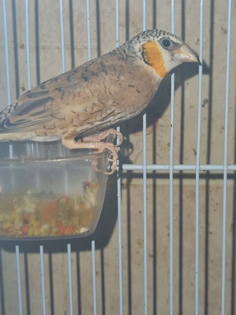 Male diamant amadine cou coup&eacute; 25 42400 Saint-chamond