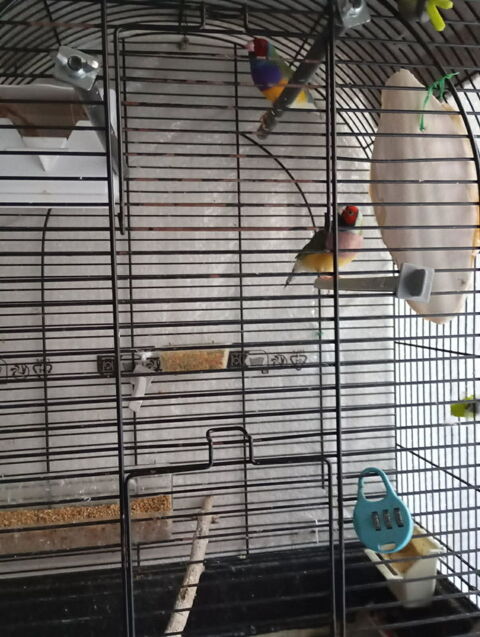 un couple de diamant Gould bleu 100 94460 Valenton