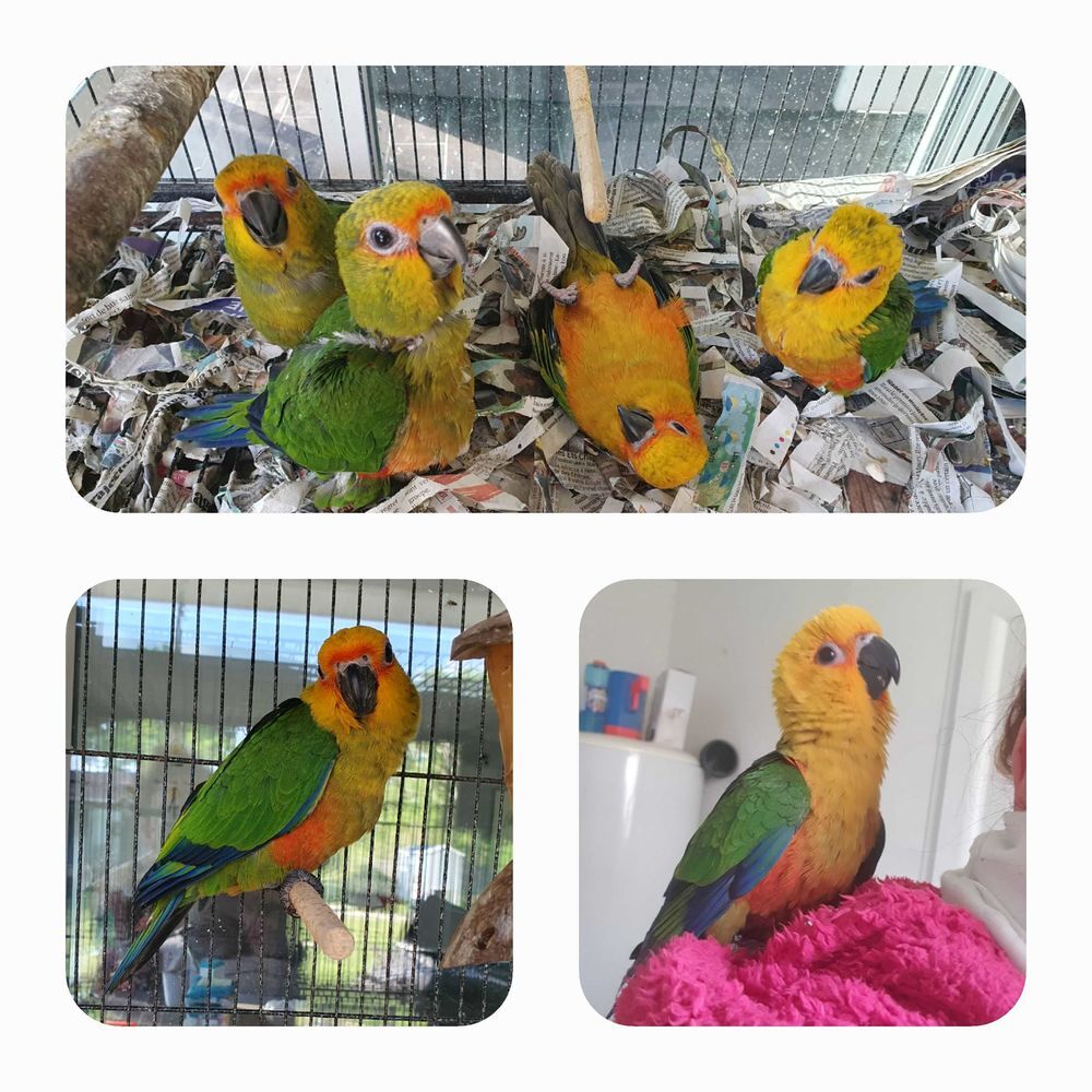   perruche soleil 