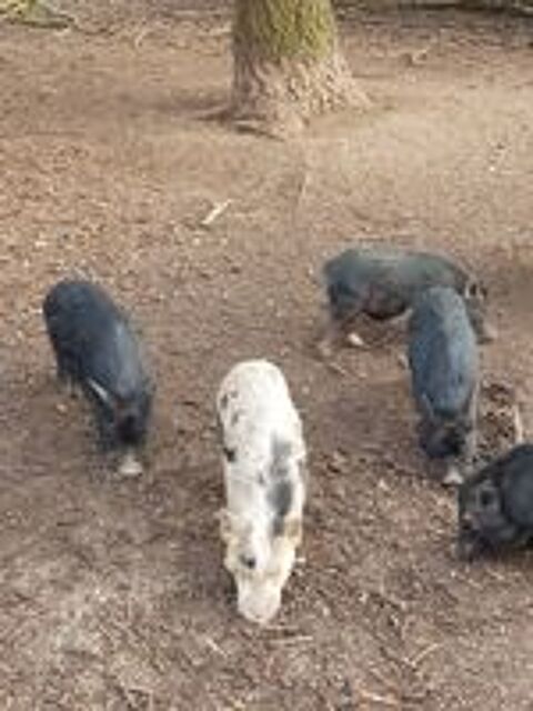   Cochons miniatures gottigen  