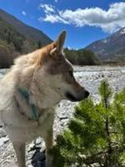   Chien OLVEN à l adoption 