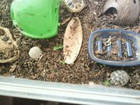   Tortues 
