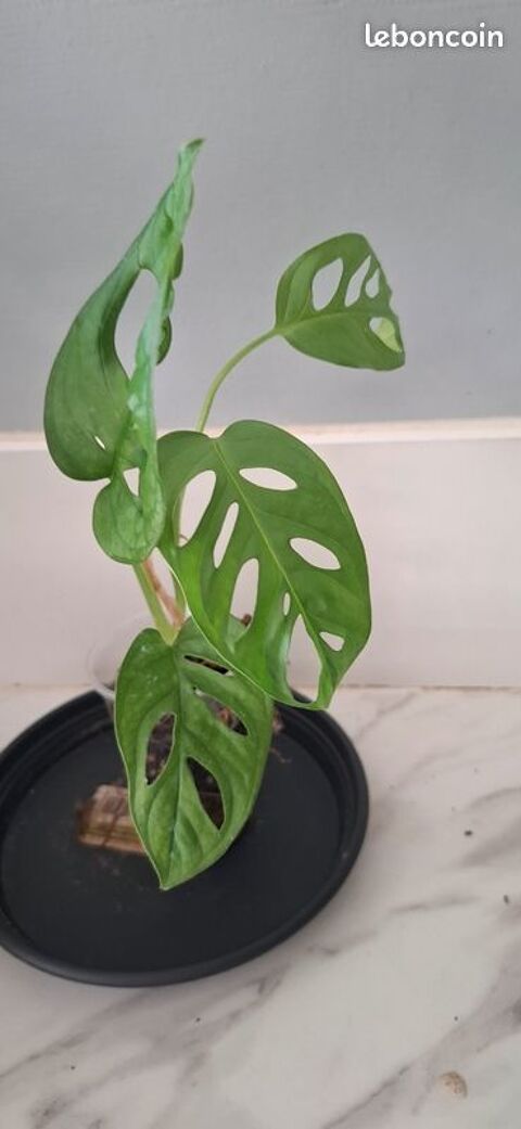 Monstera adansonii bouture 45 4 Clermont-Ferrand (63)