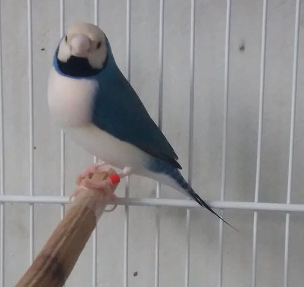   Recherche don d'oiseaux  