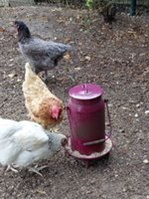   3 poules 