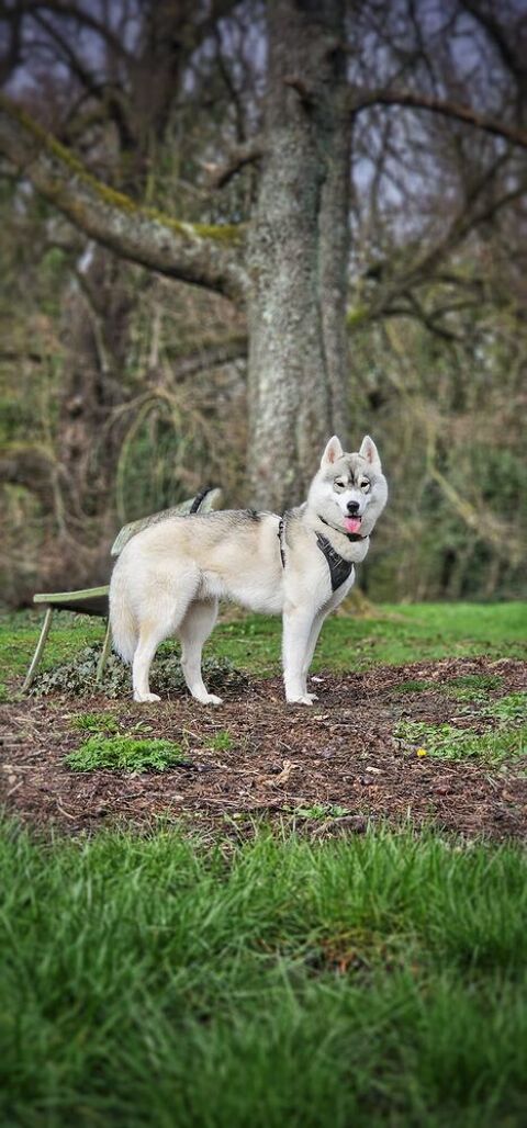 Husky Sib&eacute;rien m&acirc;le LOF confirm&eacute; disponible pour saillie 350 92310 Sèvres