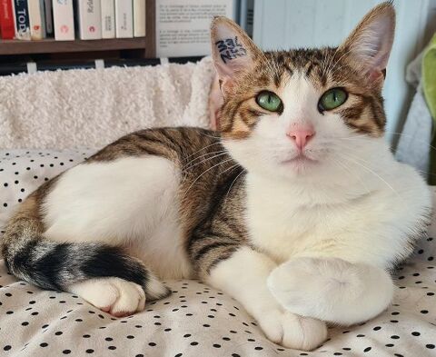 ZAZOO CHAT TIGRE BLANC 2 ANS 1/2 195 92260 Fontenay-aux-roses