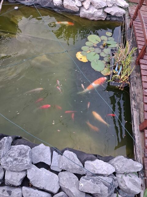  Carpes Koi 
400 80310 Belloy-sur-somme