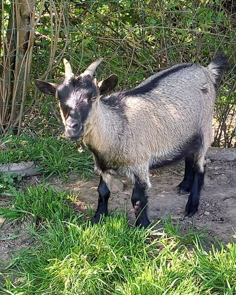 Chevrette toy 100 35210 Ch�tillon-en-vendelais