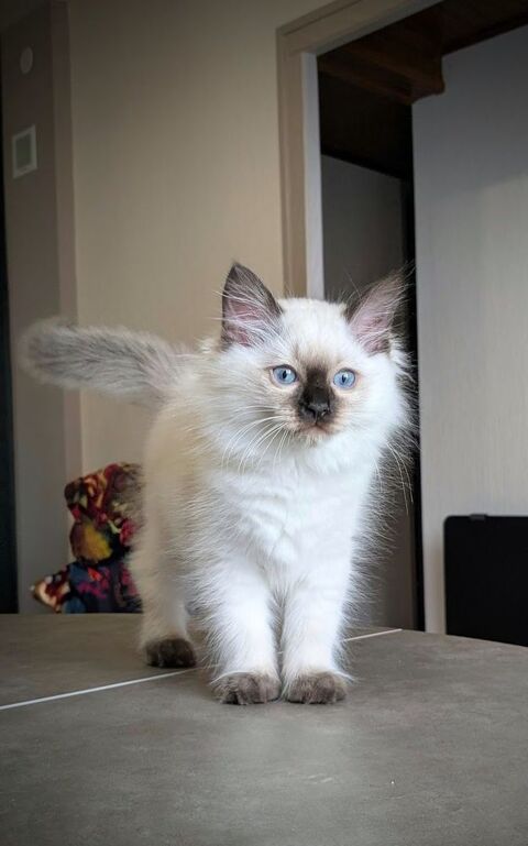 B&eacute;l&eacute;nos, un chaton harmonieux et solaire 1500 87270 Chaptelat