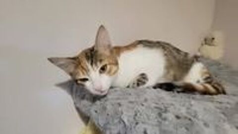   Chat FRIMOUSSE à l adoption 
