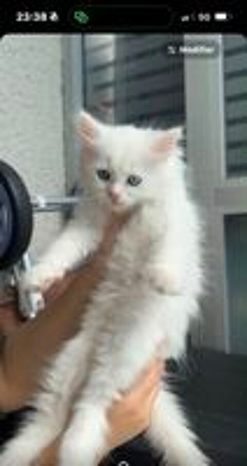   Chatons disponible type persan  