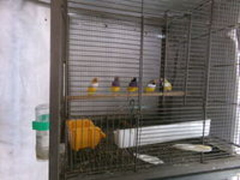   Diamant Gould 