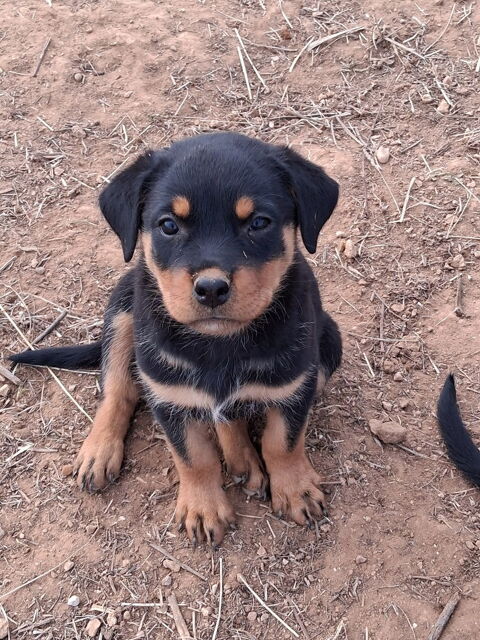 Petite Rott 500 11200 Ferrals-les-corbières