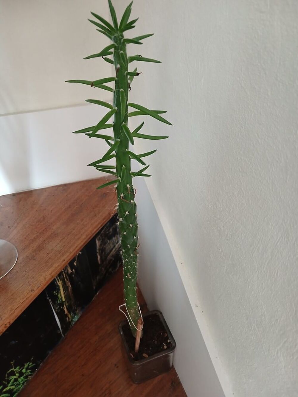 cactus cierge Jardin