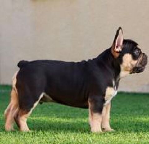   Magnifique chiot bouledogue français mâle  