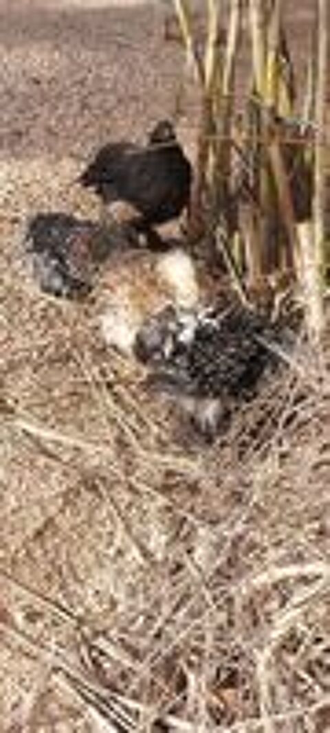   Couple brahma pure race
Poule + coq 
