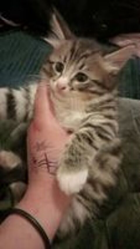   Chatons  