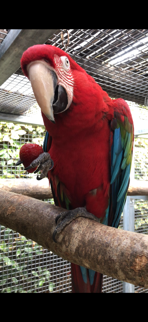 Couples Ara ins&eacute;parables 3500 83440 Tanneron