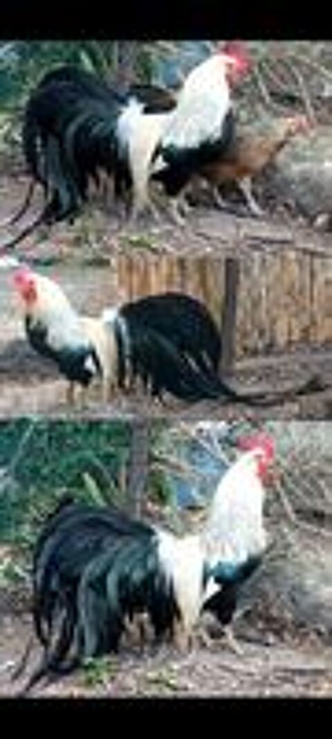   Onagadori argenté coq 
