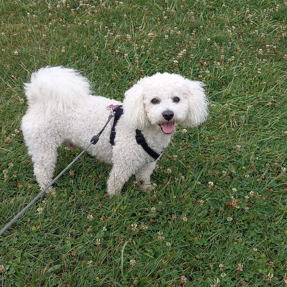   Saillie bichon frisé 