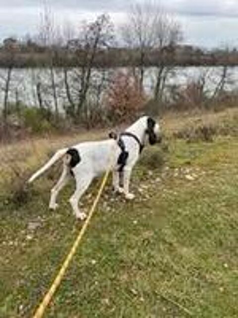   Chien MILOU à l adoption 