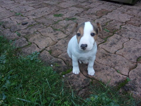AYTON bb jack russell terrier 600 16240 Paizay-naudouin-embourie