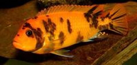   Poissons cichlids pour aquarium. 