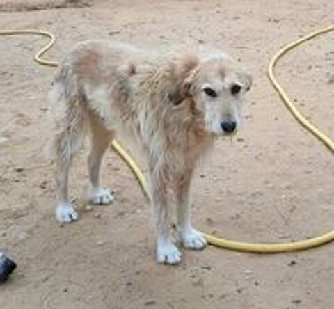   Gomez 10 ans, un amour de chien à aimer 