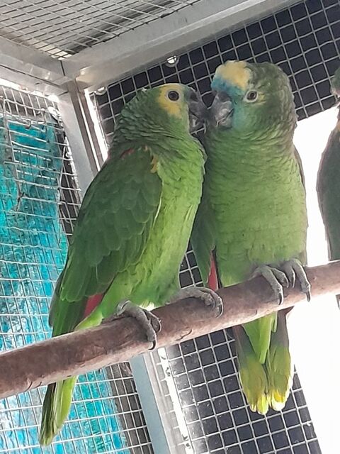 Couple amazone front bleu 1000 62200 Boulogne-sur-mer